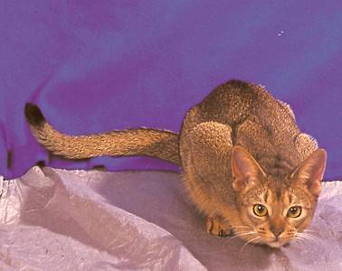An Orange Cat Abyssinian Cat