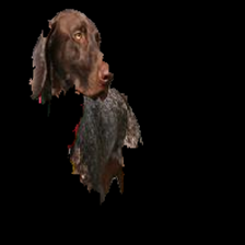 The dog's anchor Figure 1